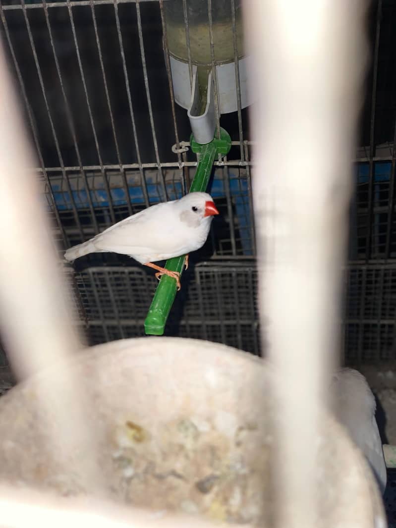 Finches 2