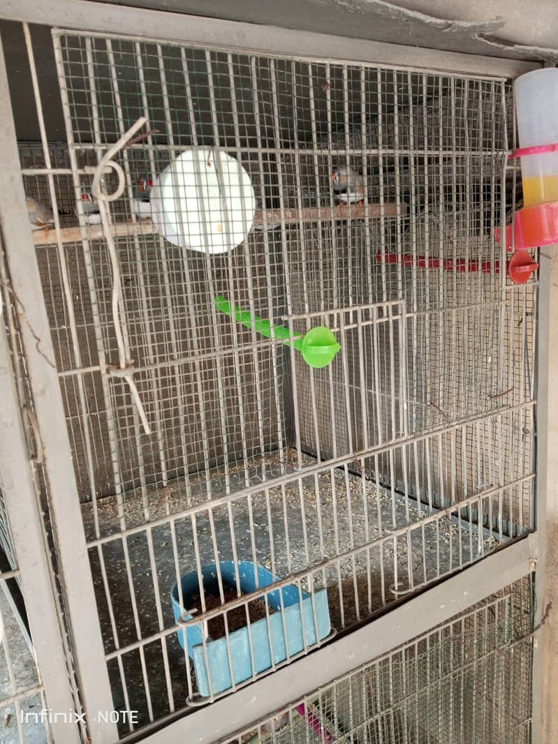 Finches 3