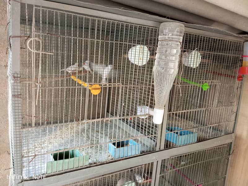 Finches 4