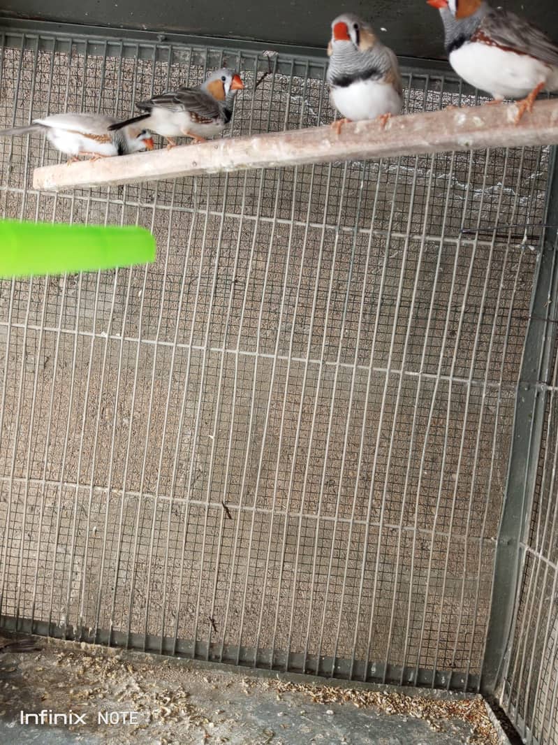 Finches 5