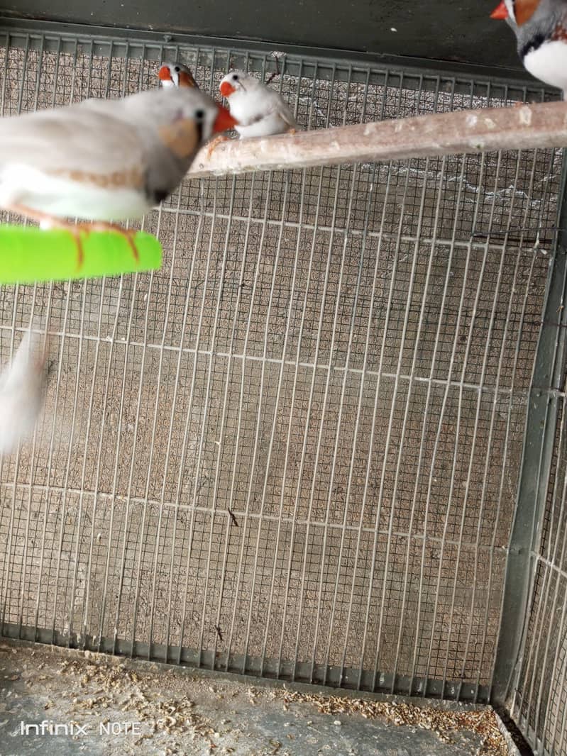 Finches 6