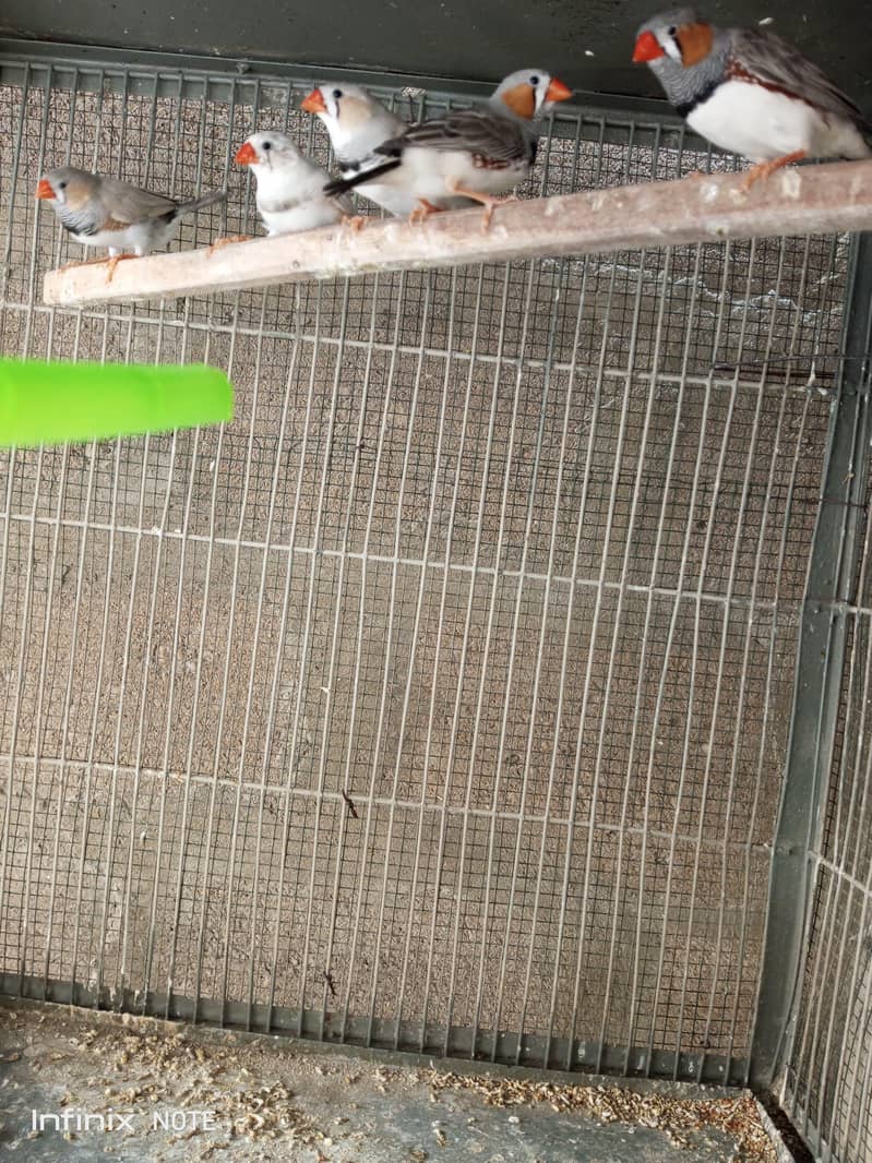 Finches 7