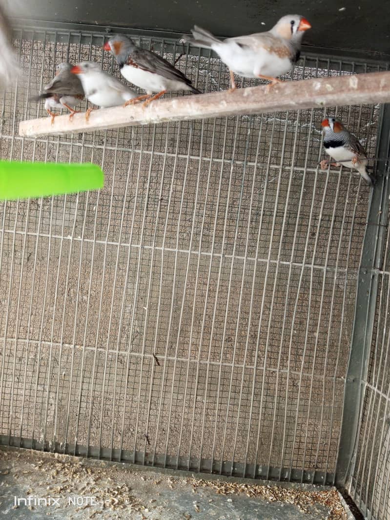 Finches 8