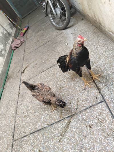 pure quality aseel home breeder
