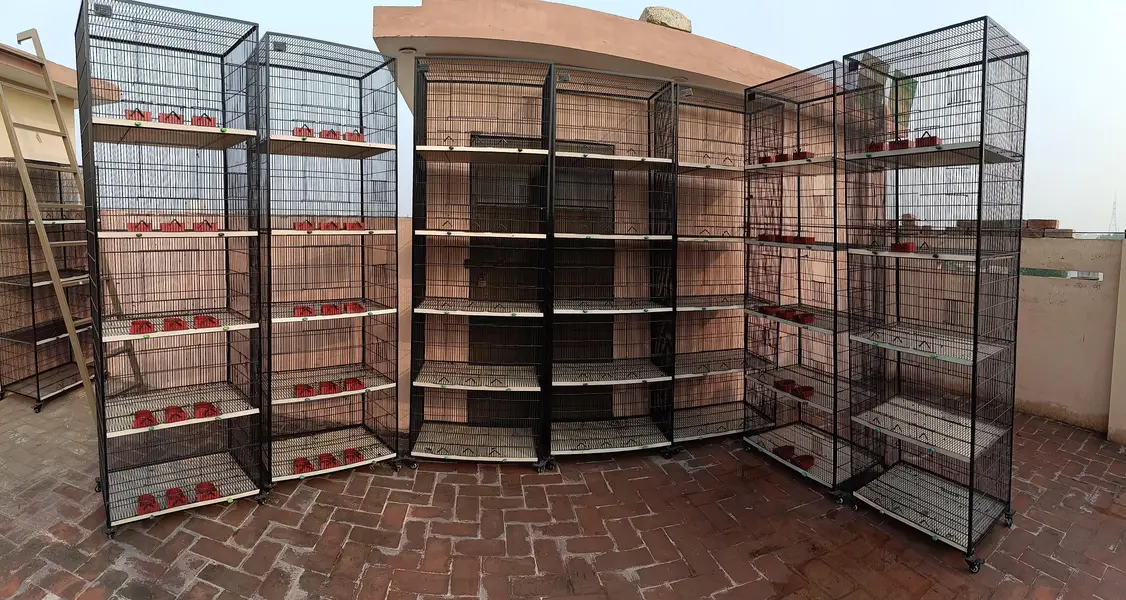 Cage for Sale — photo 4