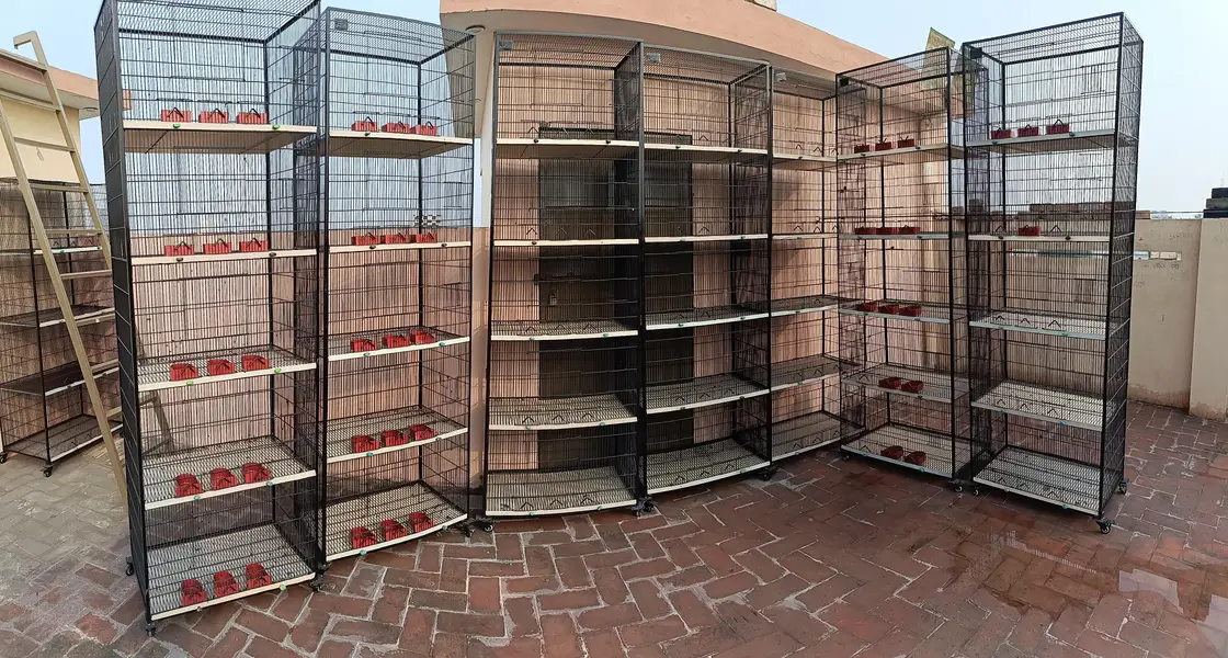 Cage for Sale — photo 7