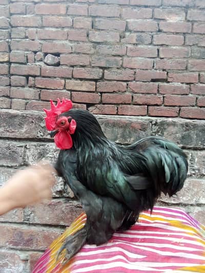 Bentam Male & Misri Female Hen for Sale – Egg Laying Pair