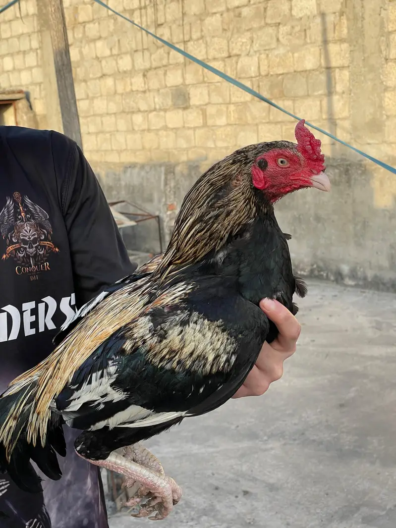 Aseel bird — photo 3
