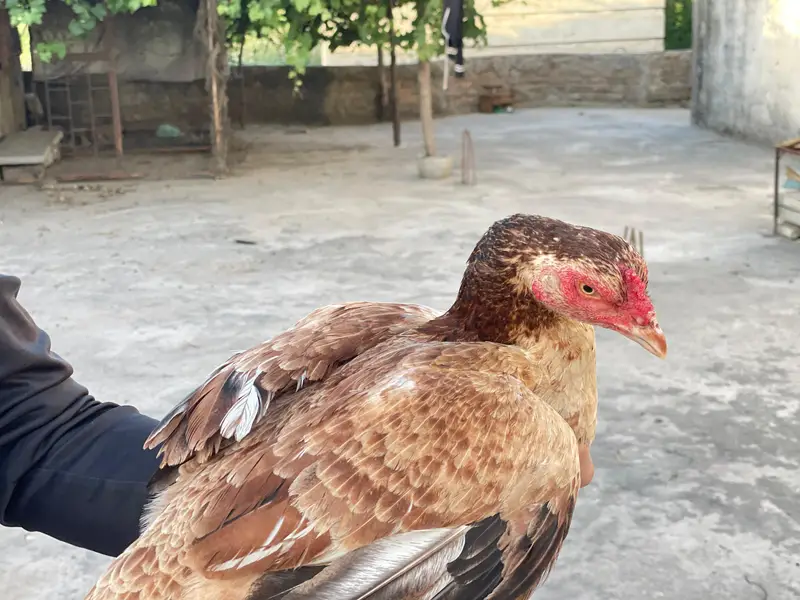 Aseel bird — photo 4