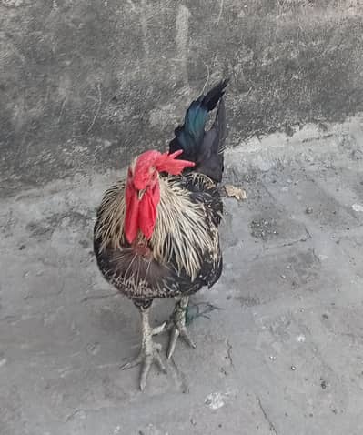 1 layer . . . 1 hen male