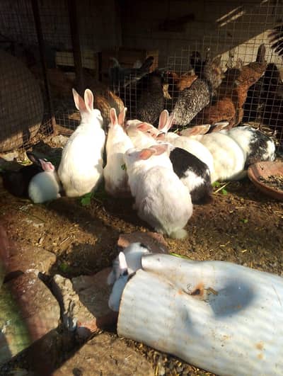 rabbits breder babies