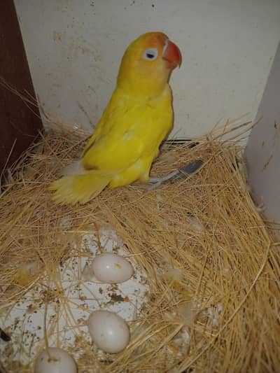 Love Birds