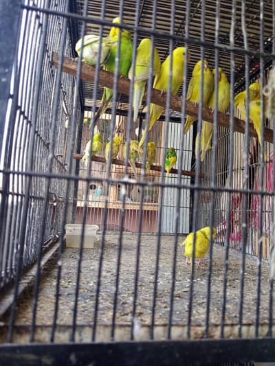AUSTRALIAN BUDGIES