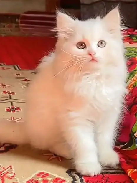 beautiful kitten for sale — photo 2