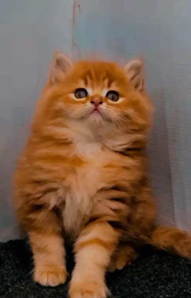 beautiful kitten for sale — photo 3