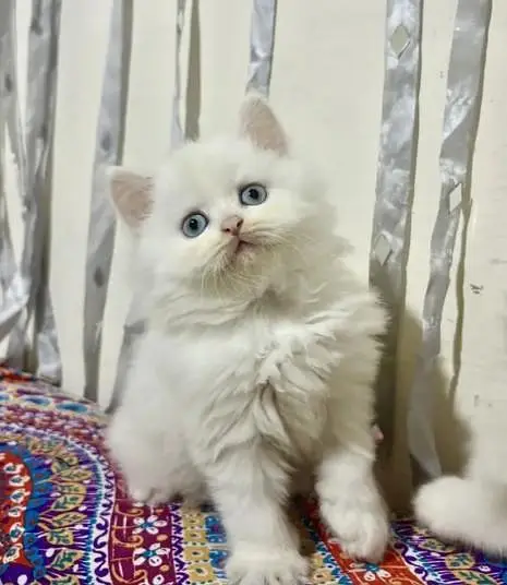 beautiful kitten for sale — photo 4