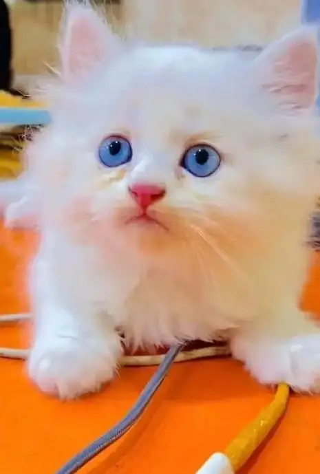 beautiful kitten for sale — photo 5