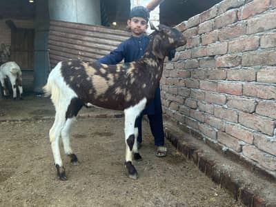 Qurbani K Liay Goat | Bakra | Sheep | Chatra | Eid Sale | wacha |waida