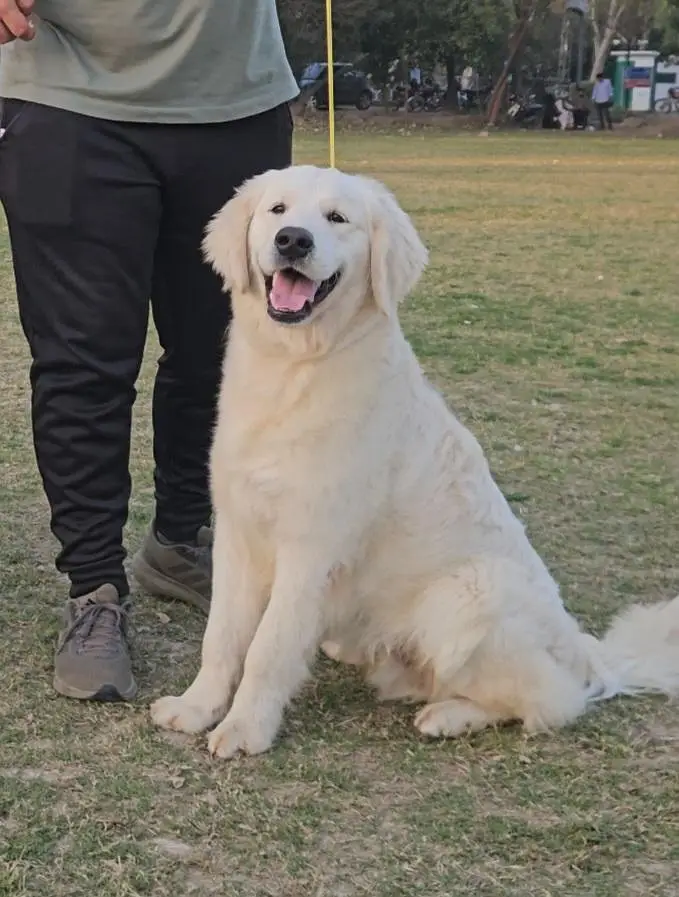 Golden retriever imported quality male pup from champion dogs — photo 2