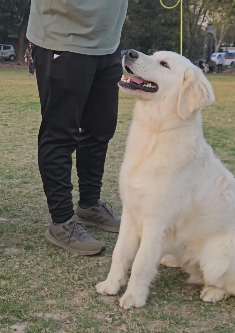 Golden retriever imported quality male pup from champion dogs — photo 3