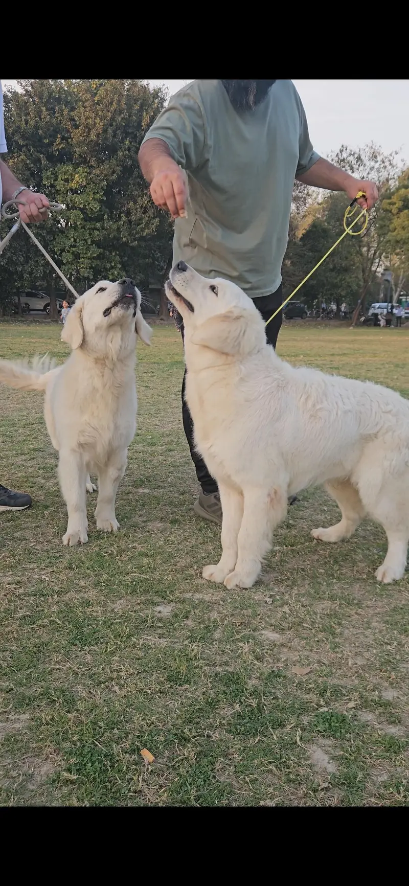 Golden retriever imported quality male pup from champion dogs — photo 4