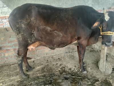 best cows for sale
