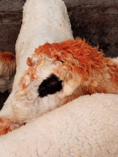 Qurbani Male Sheep 2026)مندرہ نسل اور  دیسی بکرے (