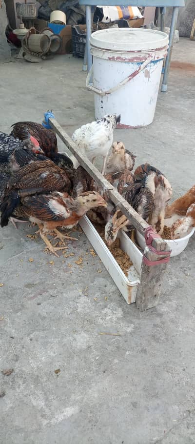 Aseel chicks