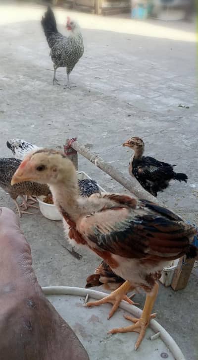 Aseel chicks
