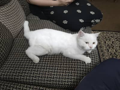 Cat for Sale