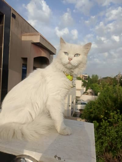 Cat Persian blue eyes triple coated