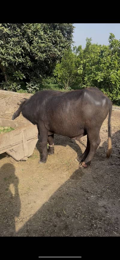 qurbani kai liye katta ghr ka pala howa