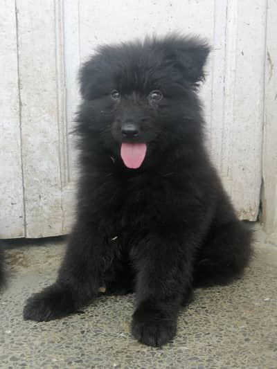 Top class pink pedigree long coat black female puppy