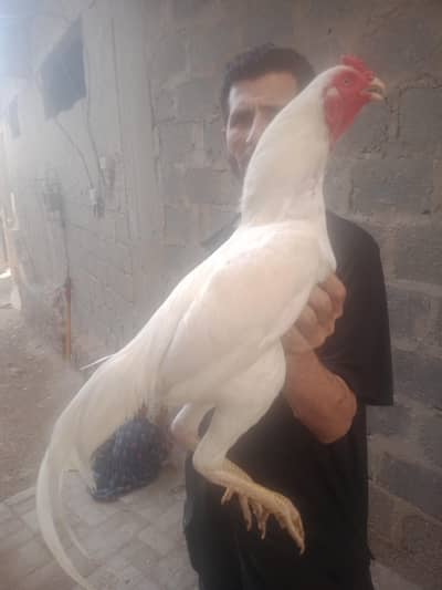 Heera male Arjant sell