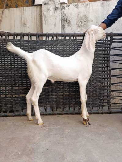 Qurbani Bakry