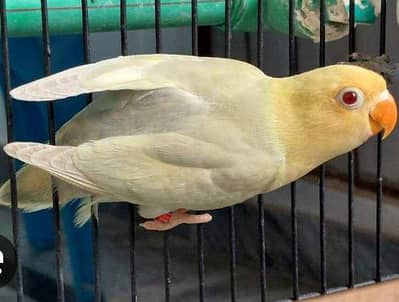 lovebird/Conure/palefallow/opline/lutino&albino opline/ split opline