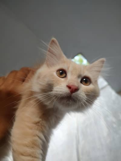Persian cat for sale
