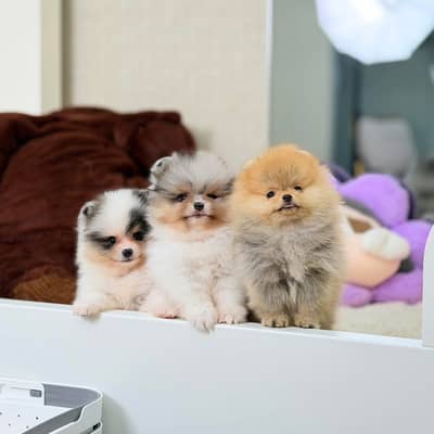 Pomeranian teacup Poms Toybreed Pomeranian boo