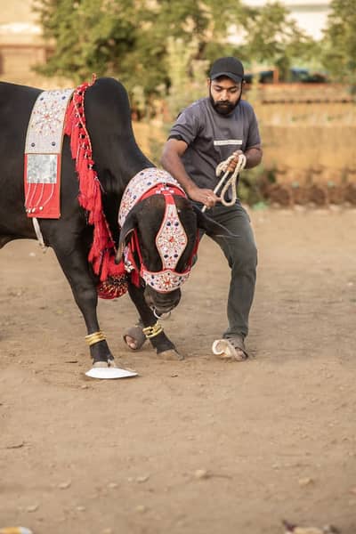 Qurbani Janwar / Bachra / Wacha / Bull / Desi Bachre / Qurbani 2026