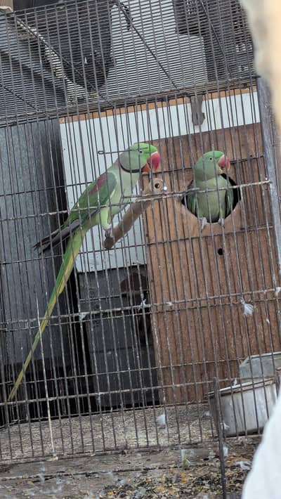 Kashmiri raw parrot 6 year age