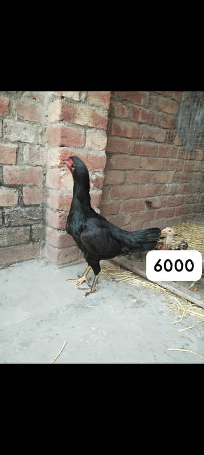 pure aseel murgi Thai and main wali cross