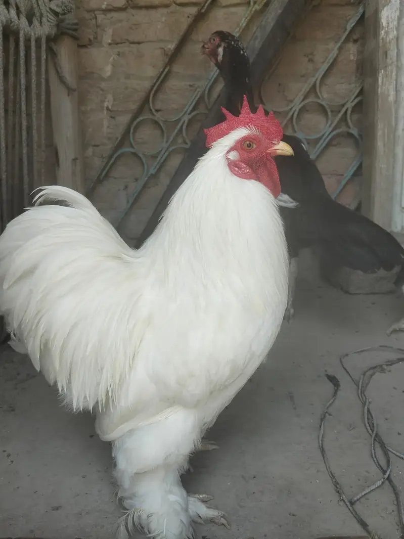 Pure breeder white bentam — photo 4