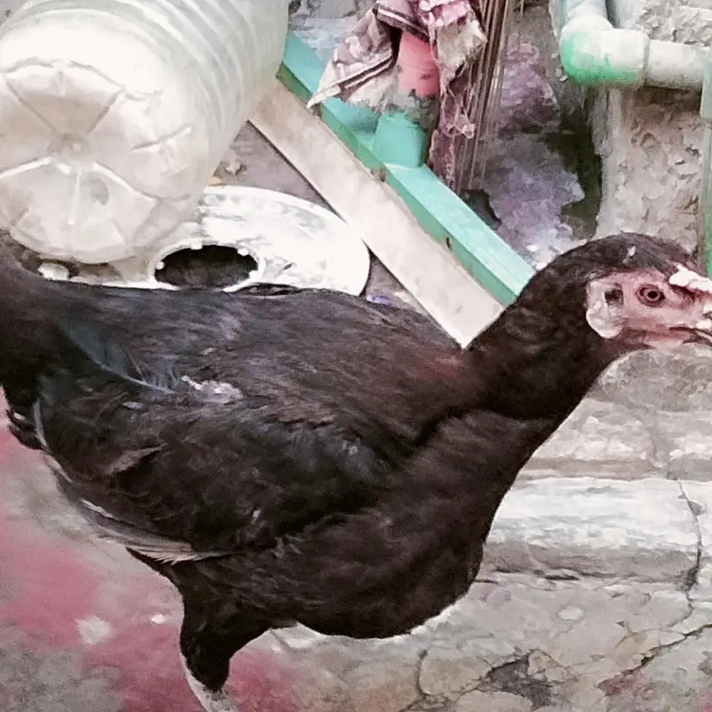 1 ki price Ha y. . Bilkul Healthy or Active — photo 2