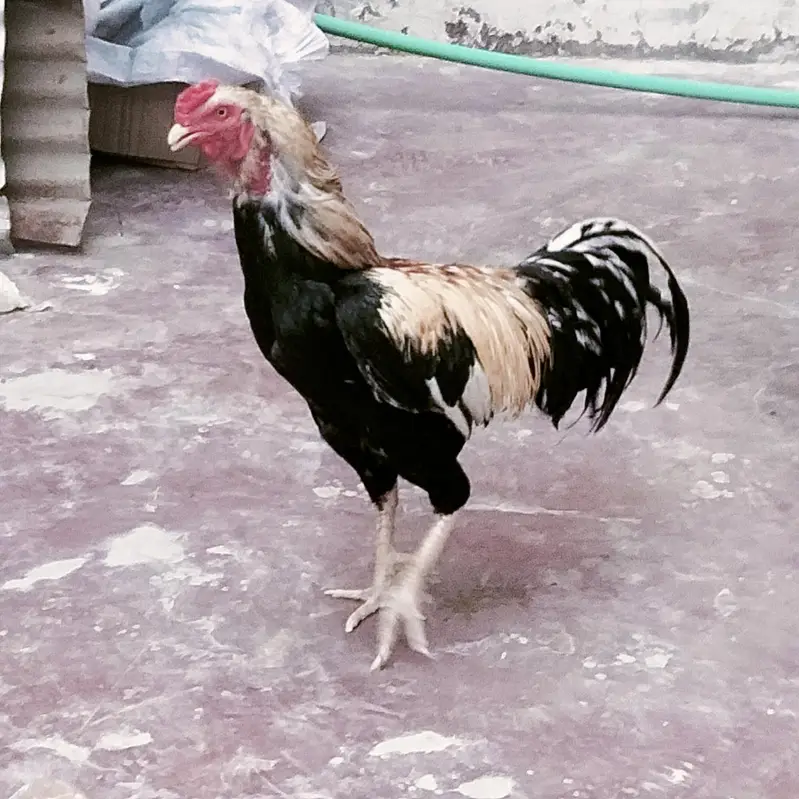 1 ki price Ha y. . Bilkul Healthy or Active — photo 4