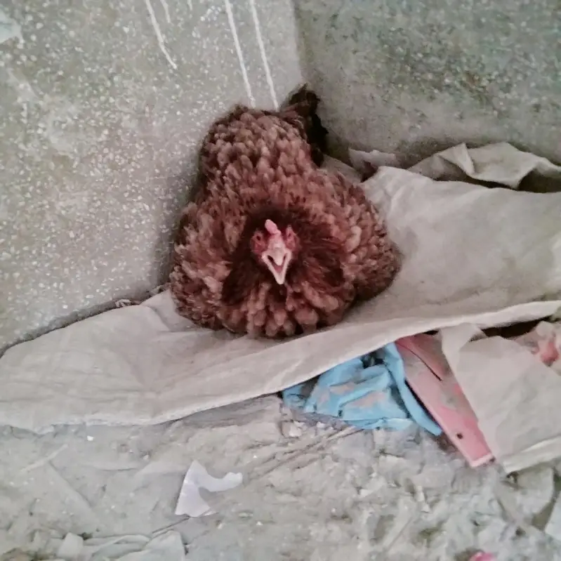 1 ki price Ha y. . Bilkul Healthy or Active — photo 6