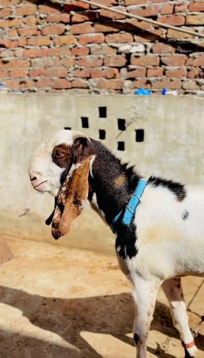 betal bakra