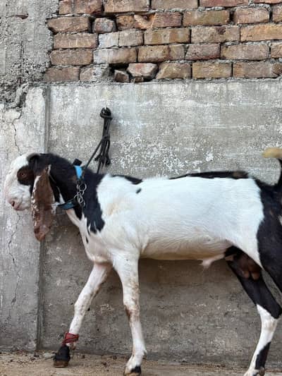 makhi cheena bakra| donda|beetal bakra |desi Goat | Qurbani 2026 |بکرا