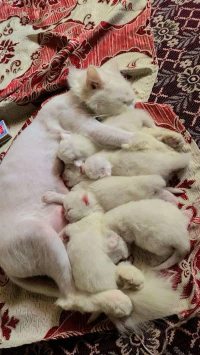 triple coat cat babies white colour few baby 10,000
