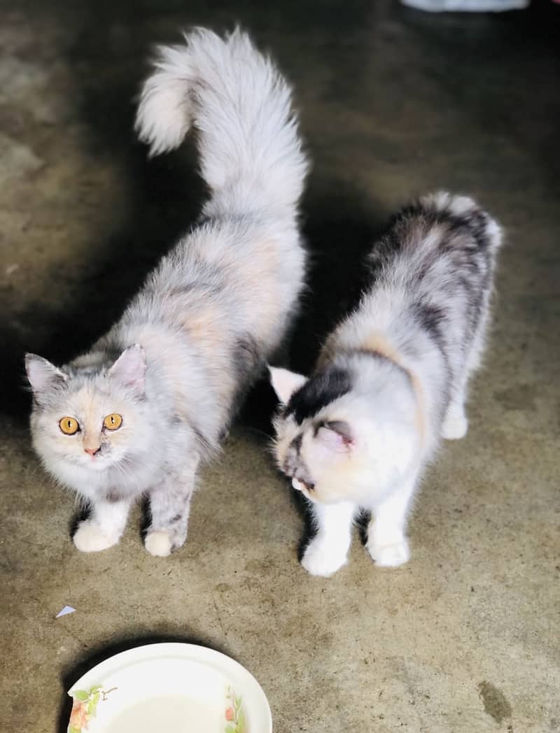 Kitten 12