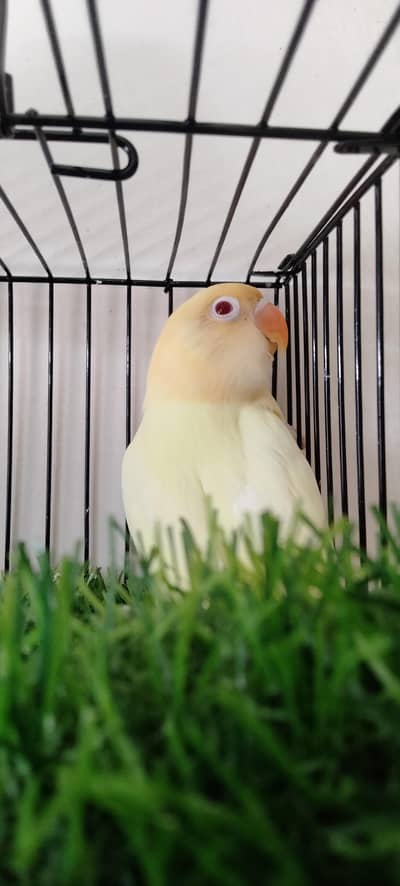 Creamino Opaline Male